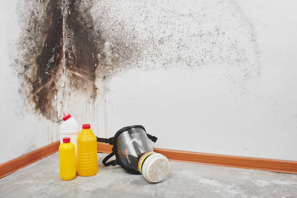 Attic Mold Removal in Garretson, SD