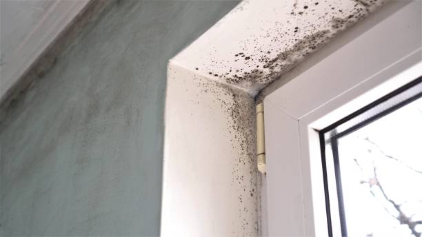 Best Attic Mold Removal  in Garretson, SD