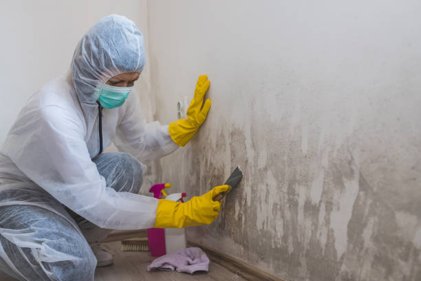 Best Black Mold Removal  in Garretson, SD