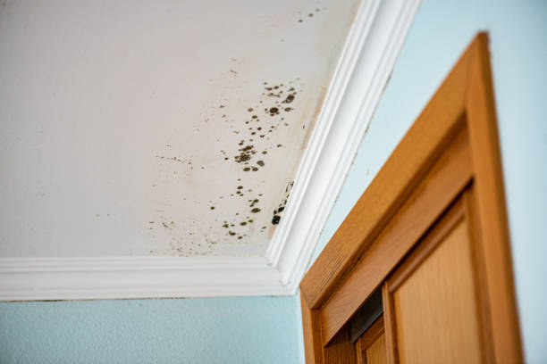 Best Mold Removal Specialists  in Garretson, SD