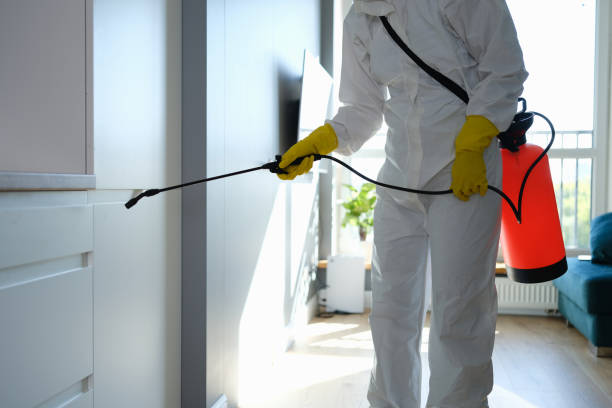 Mold Removal and Inspection