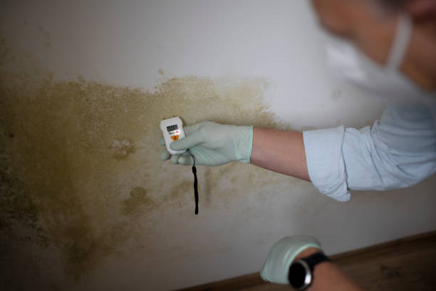 Best Black Mold Removal  in Garretson, SD