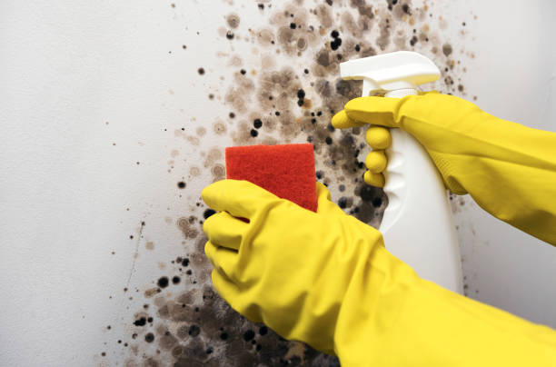 Best Mold Cleaning Services  in Garretson, SD