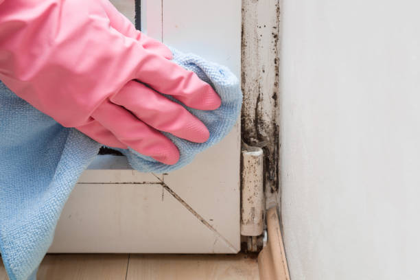 Best Mold Remediation  in Garretson, SD